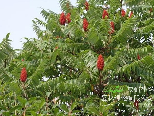 火炬树的果实能吃吗？
