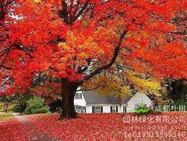 枫香树的叶子在什么时间会变红？