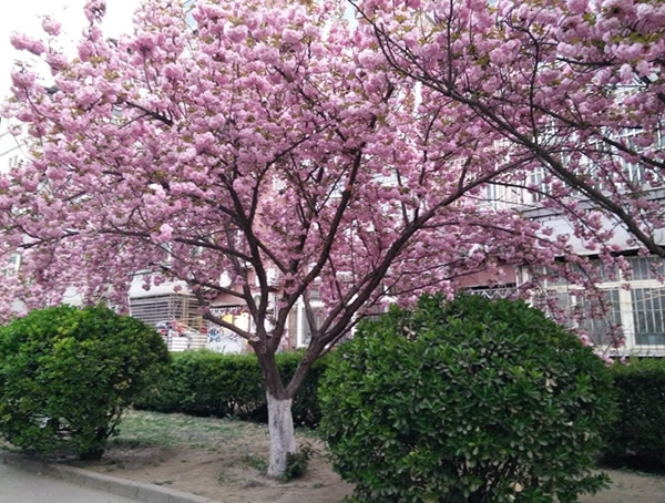 樱花树有什么寓意？