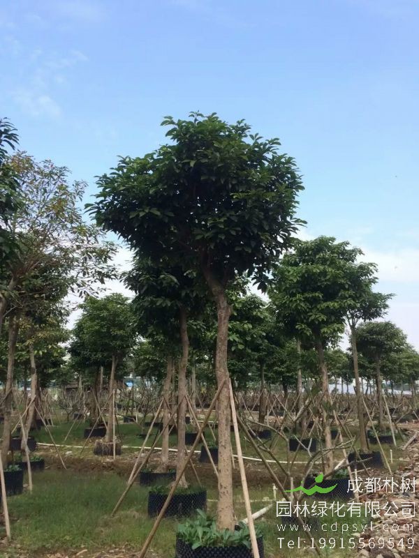30公分苹婆树价格3500元-采购批发-订购苹婆树 高度5米-冠幅4米
