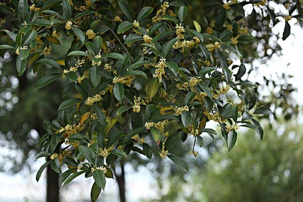 桂花树有什么种类？