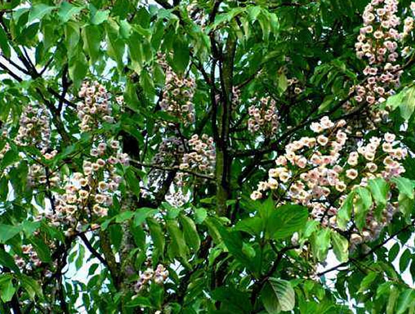伯乐树的生长特点有哪些？
