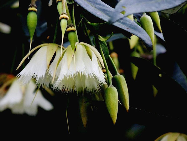 水石榕可以当盆栽养在家里吗？