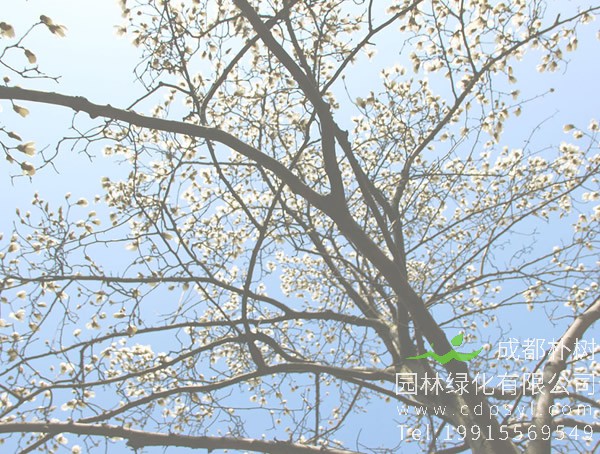 木兰树图片大全，最新木兰花图片欣赏