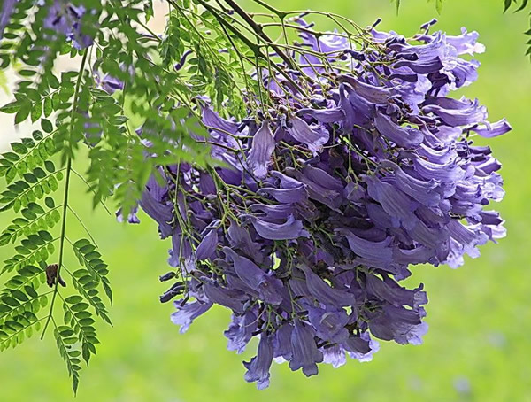 蓝花楹的花语是什么？和凤凰木的区别有哪些？