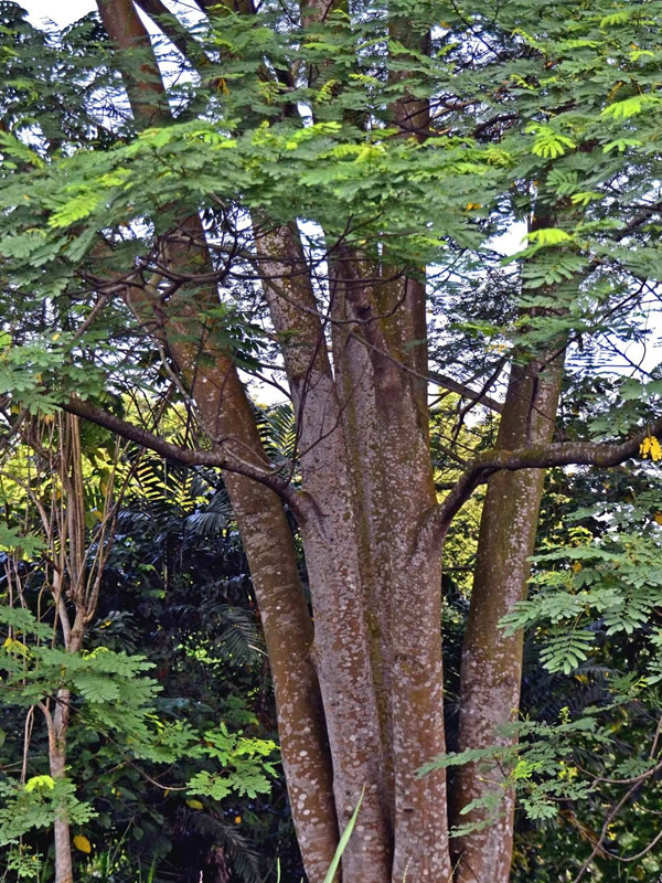 南洋楹树头出现霉菌及枯腐的原因分析以及处理方法