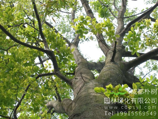 红豆树图片大全，最新的海南红豆树图片欣赏