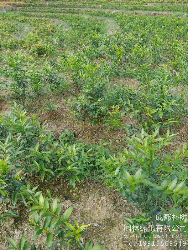 红豆树图片大全，最新的海南红豆树图片欣赏