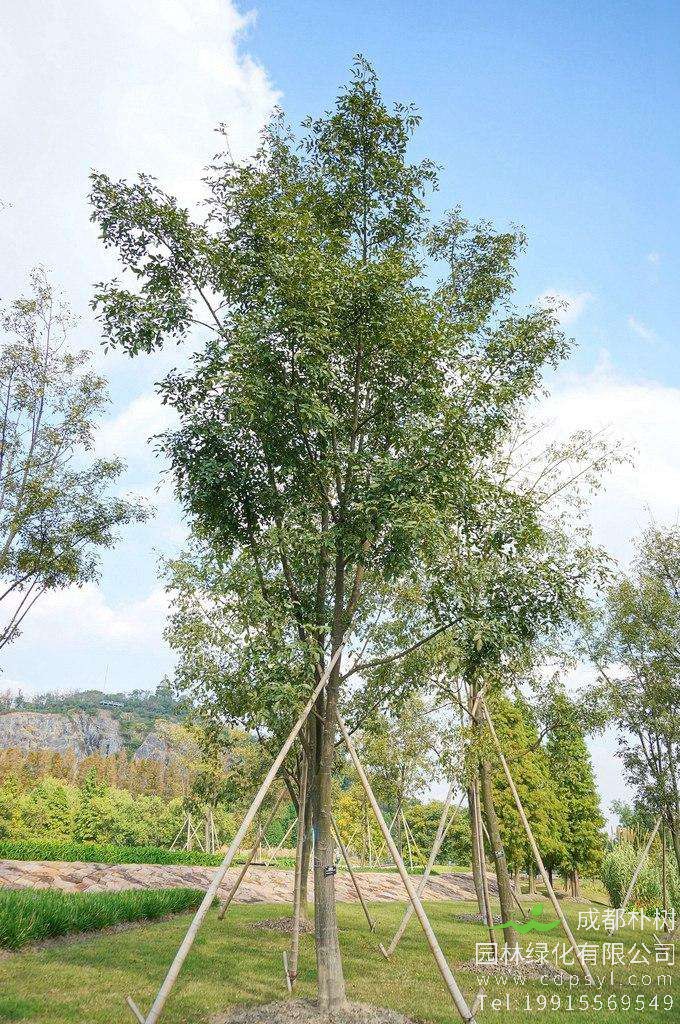 10公分红豆树价格便宜3000元-采购批发-订购红豆树高度5米-冠幅2米