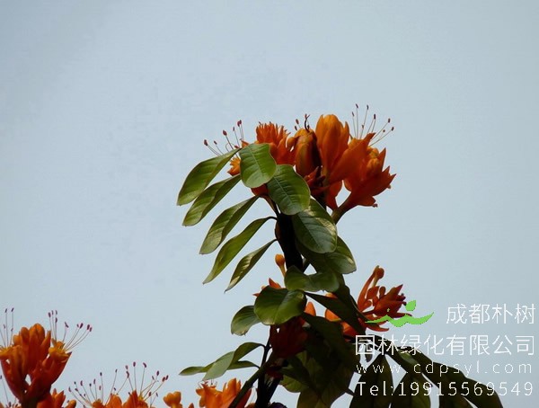 中国无忧树图片大全，最新无忧树图片欣赏
