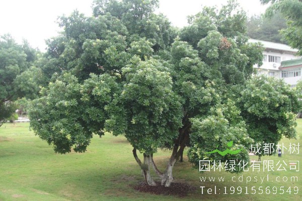 精品杨梅树价格公道4200元高度4-4.5米-冠幅4-4.4米-大量供应-在线订购 