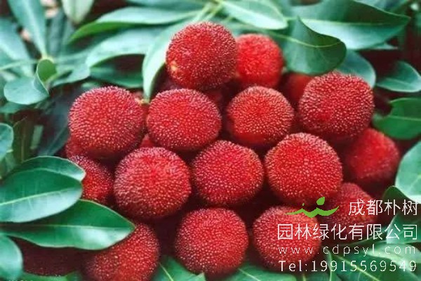 杨梅树价格2600元-采购批发-订购杨梅树高度3-3.5米-冠幅3-3.4米 