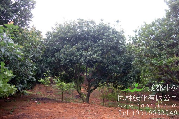 杨梅树价格2600元-采购批发-订购杨梅树高度3-3.5米-冠幅3-3.4米 