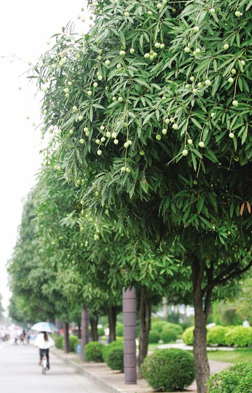 扁桃树能在北方种植吗？