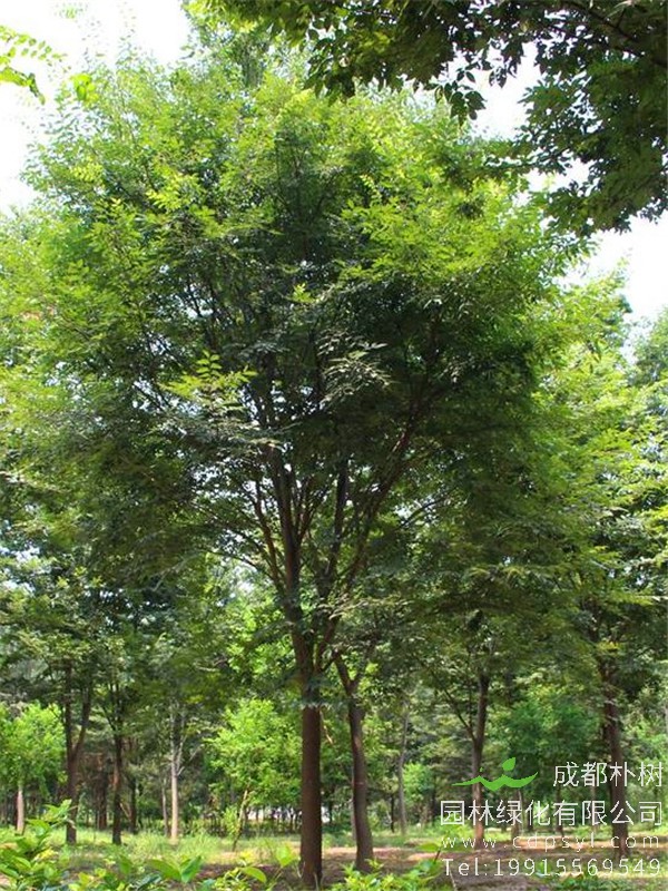 16公分榉树价格1500元-高度7.5m-冠幅4m-树形优美-价格实惠