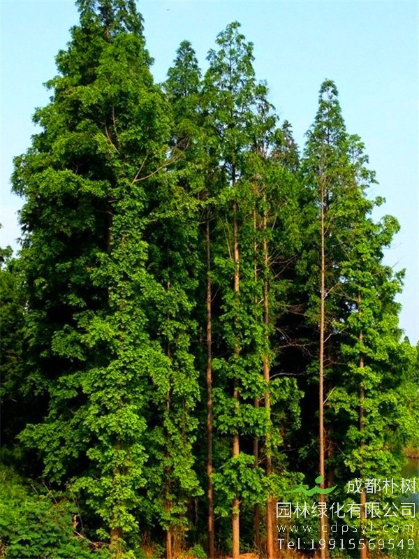 12公分水杉价格1600元-高度5m-冠幅3m-树形优美-价格实惠