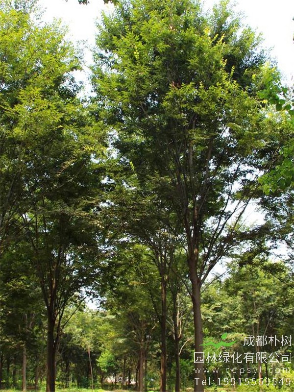 18公分榉树价格1800元-高度7.5m-冠幅4m-树形优美-价格实惠