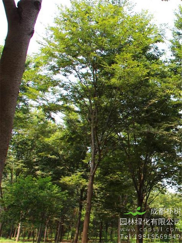 17公分榉树价格1650元-高度7.5m-冠幅4m-树形优美-价格实惠
