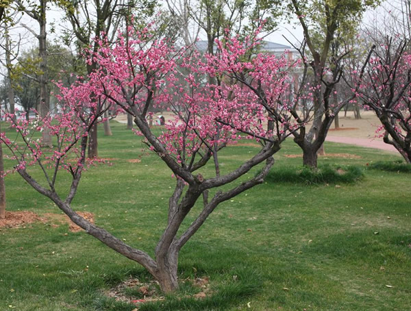 红梅树的生长习性是什么？