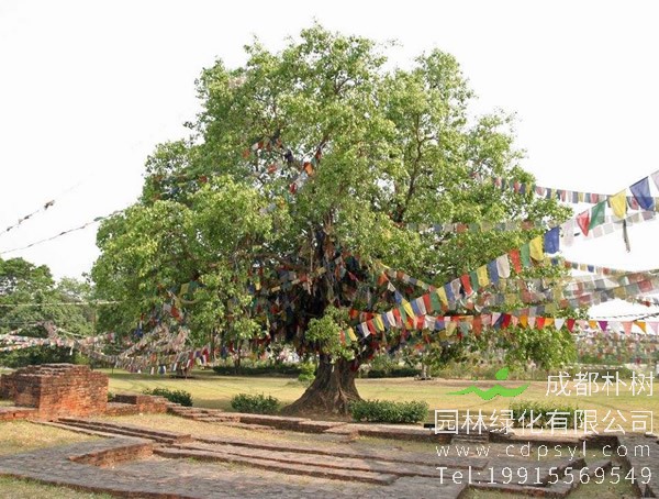 菩提树有哪些历史传说？
