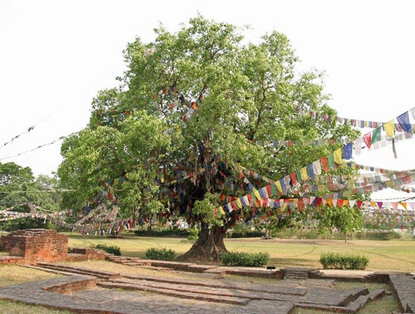 菩提树有哪些历史传说？