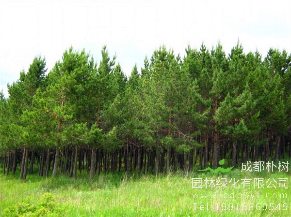 供应15公分精品樟子松价格1500元-高度5米-冠幅4米-树形优美-在线采购