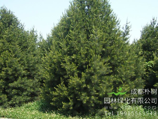长期在线批发供应地径25公分白皮松大树，树形优美，每棵2500元，量大优惠