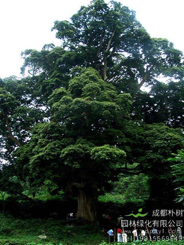 12公分楠木-高度5米-冠幅2米-价格1300元