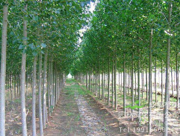 长期供应18公分精品杨树，价格每棵900元