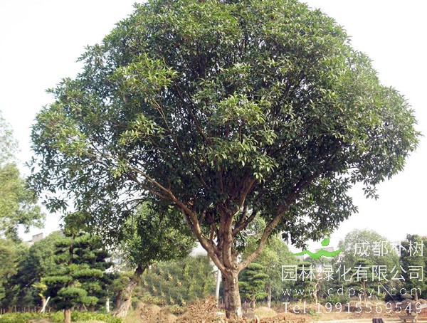 供应28公分精品桂花树，造型优美，每棵仅需18000元