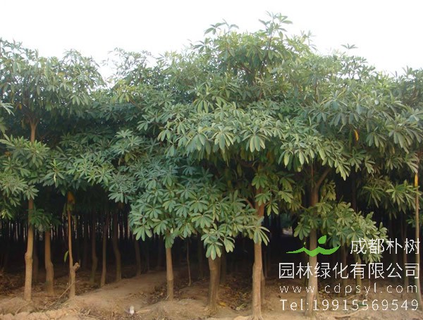 供应25公分精品幌伞枫，树形优美，自产自销，价格2500元每棵
