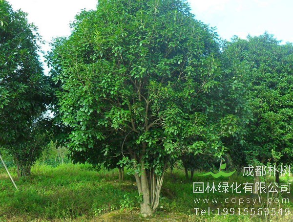 长期批发18公分精品桂花树，量大从优，每棵仅需4500元