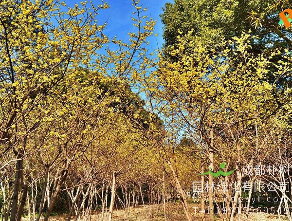 常年批发12公分腊梅树，树形优美，最低仅需每棵500元