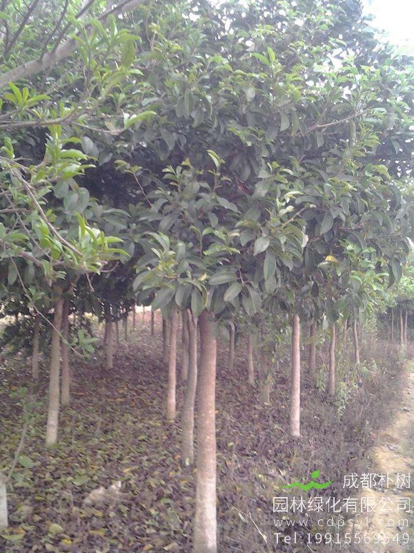 常年批发12公分五味子树，自产自销，最低仅需每棵800元