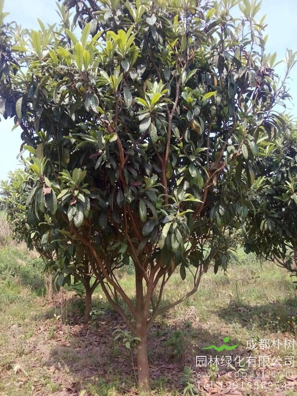 长期批发直径12公分枇杷树，种植户直销，最低仅需650元