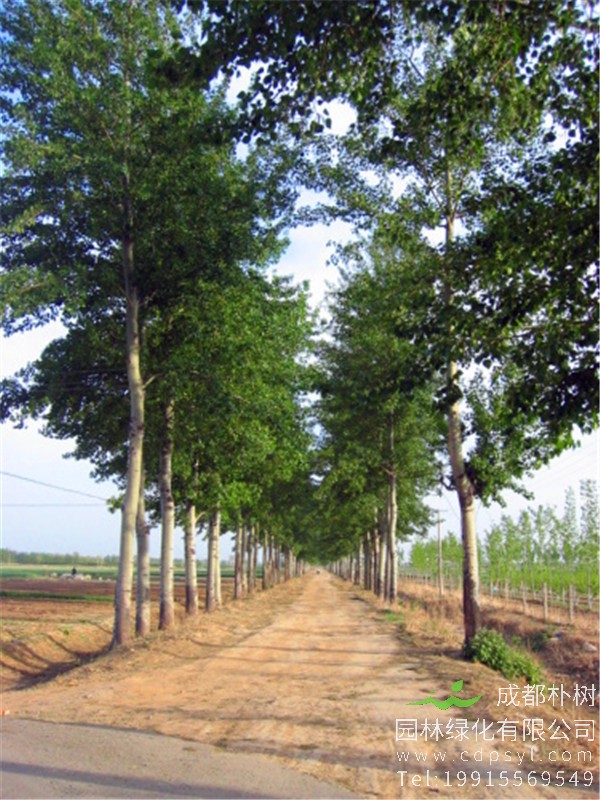 10公分精品白杨树价格180元-高度7米-冠幅2米-树形高大-规格齐全-价格实惠-在线订购