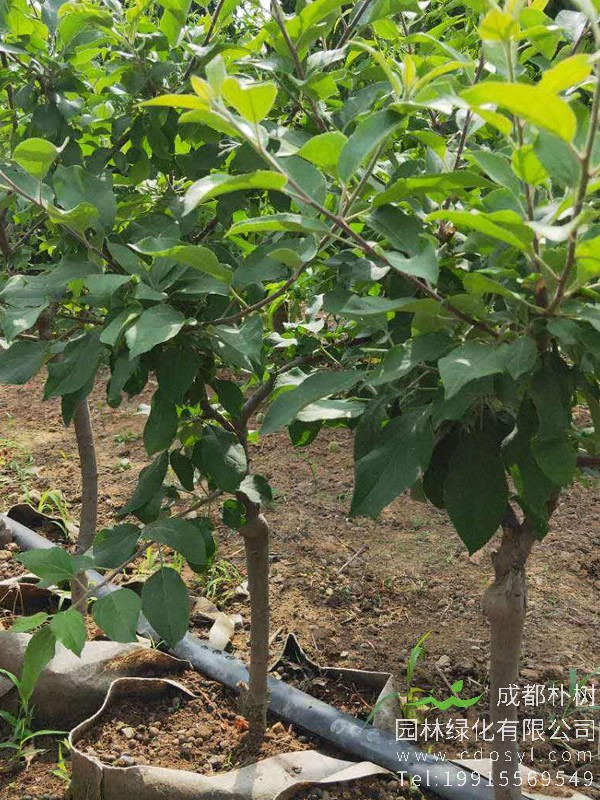 苹果树的繁殖方式、栽培技术以及病虫害防治介绍