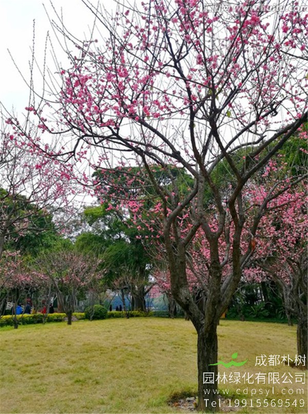 订购高度5米、冠幅2.2米，12公分精品桃树，找成都朴树园林。