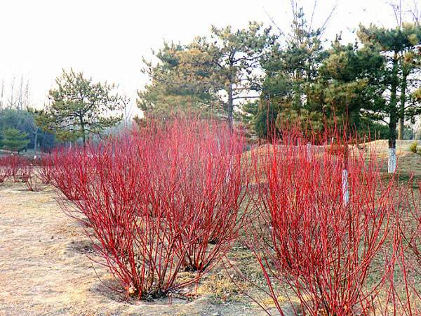 红瑞木适合在新疆和田种植吗?