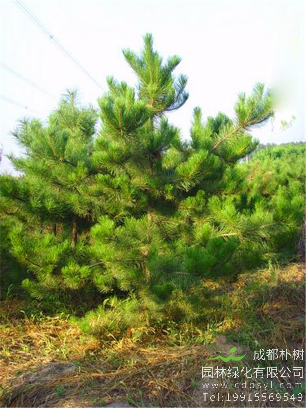 在线订购精品油松价格900元，精品油松树干挺拔苍劲，四季常春
