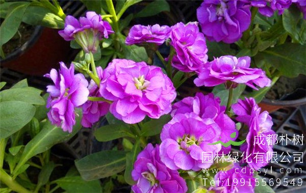 大量供应精品紫罗兰价格1.5元/棵，精品紫罗兰花朵茂盛，花色鲜艳