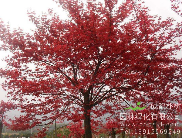 红枫图片大全，红枫叶图片欣赏，最新红枫树图片