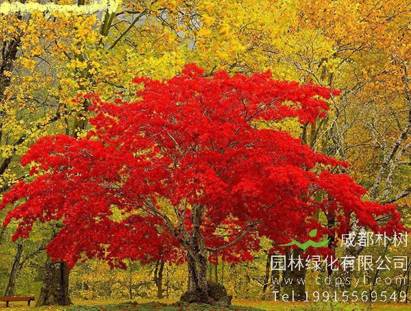红枫图片大全，红枫叶图片欣赏，最新红枫树图片