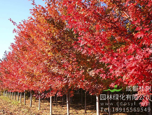 红枫树一般在什么季节种植？