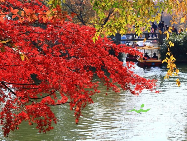 红枫树在什么季节是红叶？