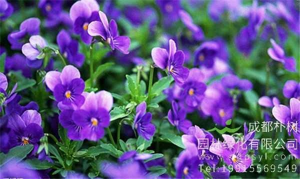 大量供应精品紫罗兰价格1.5元/棵，精品紫罗兰花朵茂盛，花色鲜艳