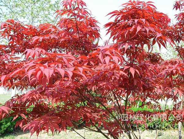 红枫树长年在室内种植可以吗？