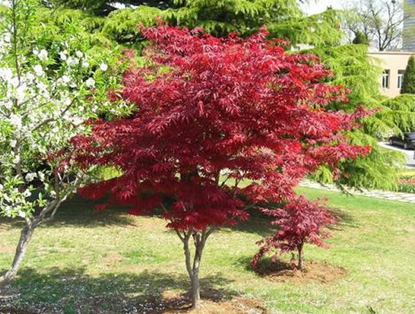 日本红枫苗木为什么要安排在落叶前起苗？