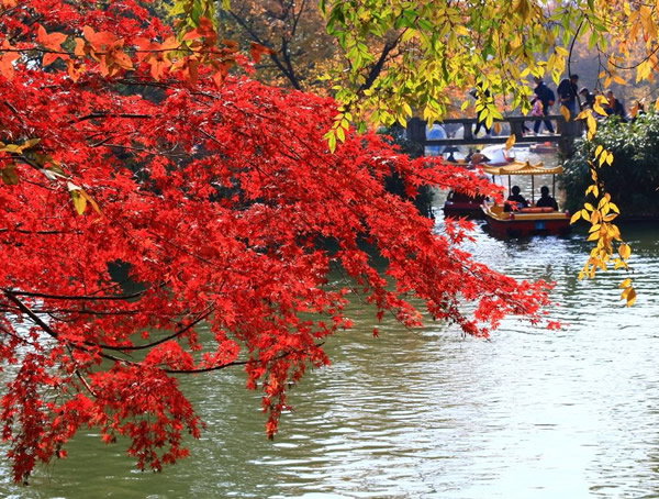 红枫树在什么季节是红叶？