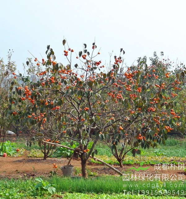 大量供应精品柿子树价格350元，精品柿子树规格齐全、价格实惠